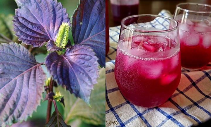 Uống nước lá tía tô có thể giải quyết được 6 vấn đề sau 1 tuần - Ảnh 4.