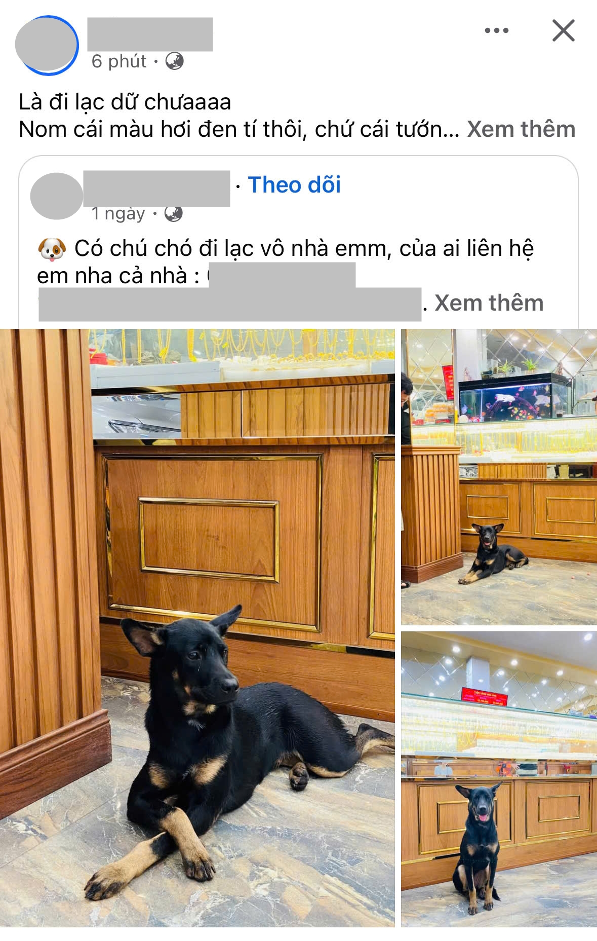 Chuyện "chú chó đi lạc vào nhà giàu" đang hot: Con trai chủ tiệm vàng Kiên Giang tiết lộ tin bất ngờ - Ảnh 5. Chuyện "chú chó đi lạc vào nhà giàu" đang hot: Con trai chủ tiệm vàng Kiên Giang tiết lộ tin bất ngờ - Ảnh 5.