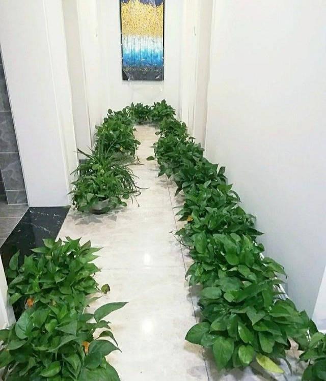 Phong thủy không cấm, nhưng bạn nên NGHĨ KỸ trước khi đặt 3 món này trong nhà- Ảnh 6.