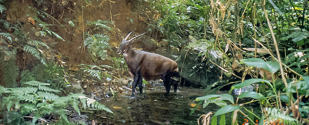 C&aacute;c nh&agrave; khoa học quốc tế phải t&igrave;m tới tận nh&agrave; thợ săn Việt Nam, để xin h&agrave;i cốt chứa DNA lo&agrave;i "kỳ l&acirc;n Ch&acirc;u &Aacute;": C&acirc;u chuyện về h&agrave;nh tr&igrave;nh 3 thập kỷ- t&aacute;i tạo bộ gen lo&agrave;i th&uacute; qu&yacute; hiếm cuối c&ugrave;ng được đặt t&ecirc;n tr&ecirc;n Tr&aacute;i Đất - Ảnh 2.