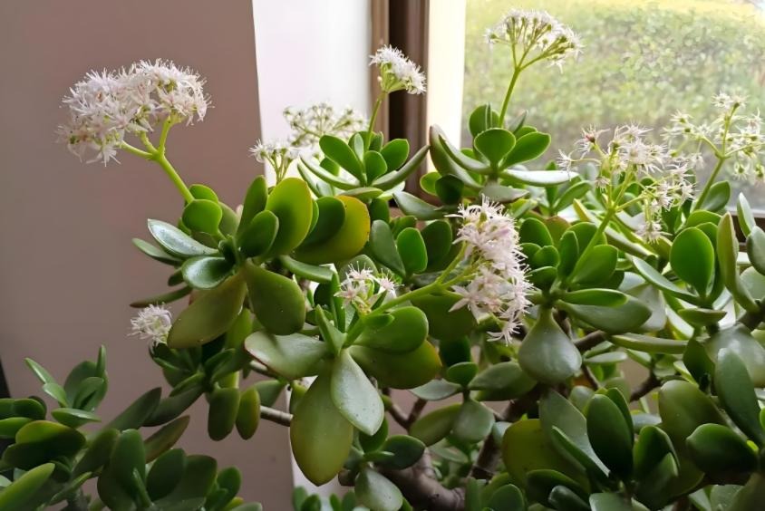 Nhà có 7 loại cây nở hoa, gia chủ Nhà có 7 loại cây nở hoa, gia chủ