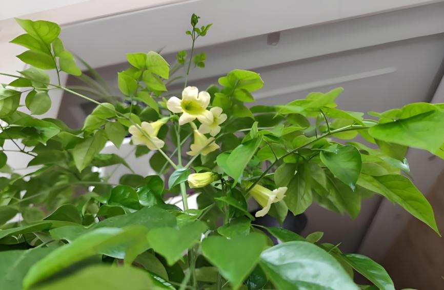 Nhà có 7 loại cây nở hoa, gia chủ Nhà có 7 loại cây nở hoa, gia chủ