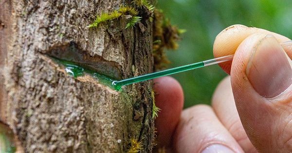 Không phải phở, bánh mì, món ăn 30.000 đồng/bát này mới là hương vị Việt lọt top ngon nhất thế giới - Ảnh 7.