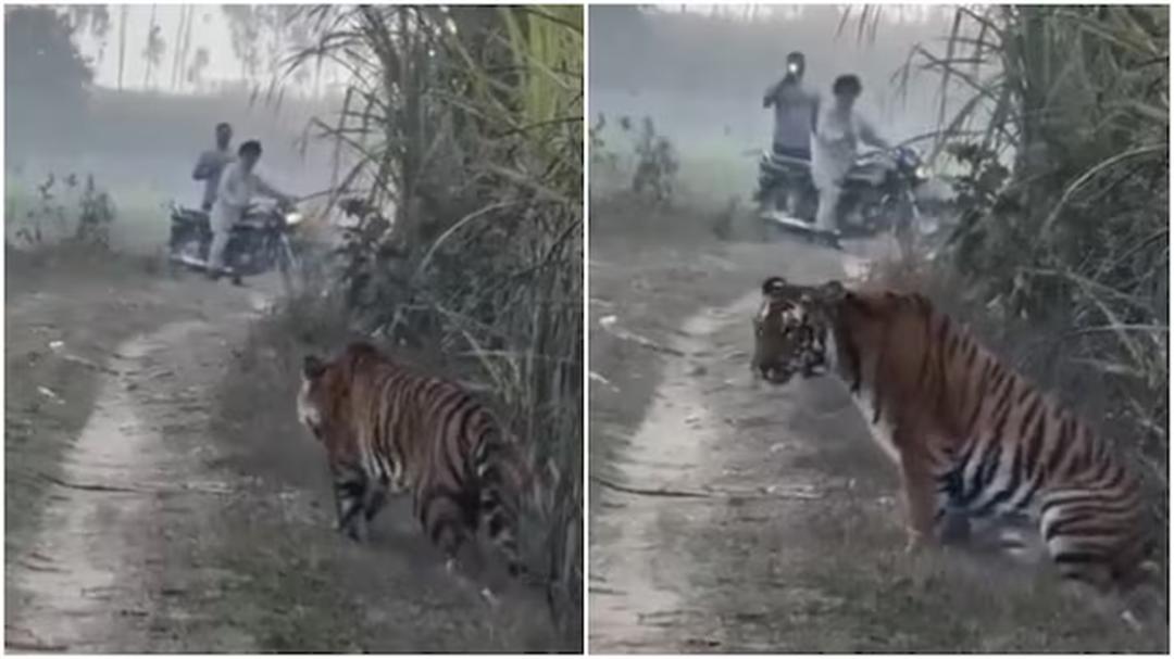 Đang đi dạo, người n&ocirc;ng d&acirc;n "th&oacute;t tim" khi hổ dữ n&uacute;p bụi c&acirc;y lao ra- Ảnh 1.