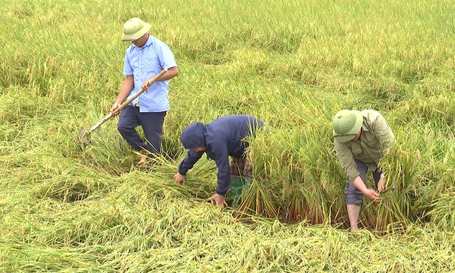 Chủ tịch UBND tỉnh Quảng Bình chỉ đạo khắc phục lúa đổ ngã do mưa lớn - Ảnh 2. Chủ tịch UBND tỉnh Quảng Bình chỉ đạo khắc phục lúa đổ ngã do mưa lớn - Ảnh 2.