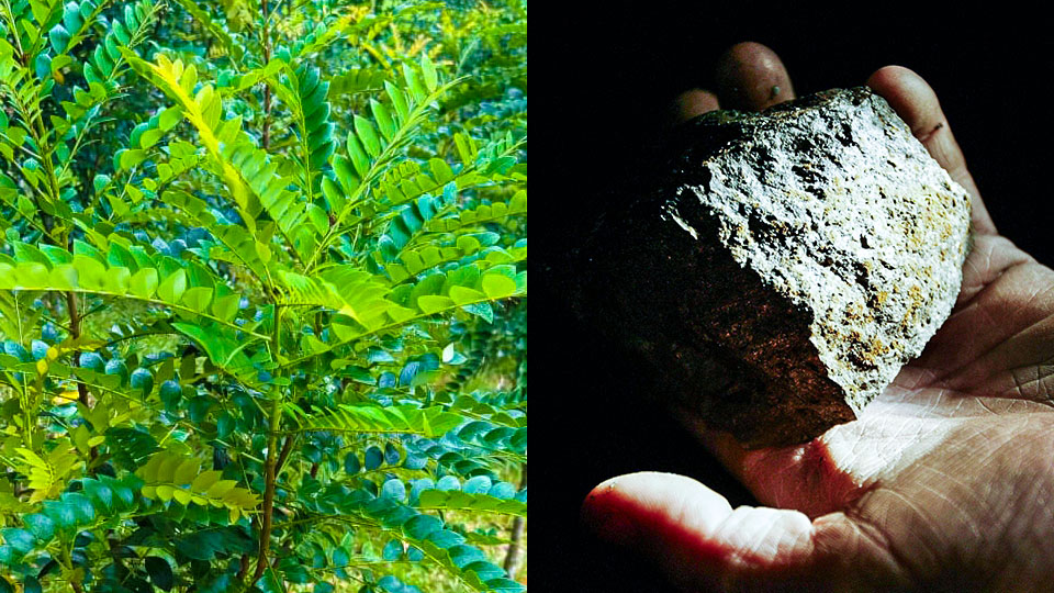 Phát hiện loài cây hút 'vàng xanh' từ đất, láng giềng Việt Nam liền huy động công nghệ cao để khai thác - Ảnh 1.