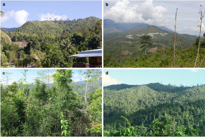 Phát hiện loài cây hút 'vàng xanh' từ đất, láng giềng Việt Nam liền huy động công nghệ cao để khai thác - Ảnh 2.