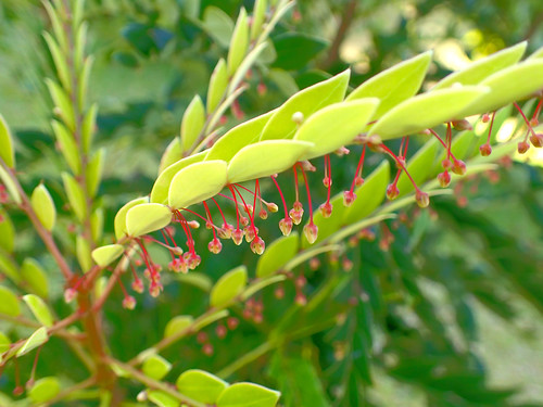 Phát hiện loài cây hút 'vàng xanh' từ đất, láng giềng Việt Nam liền huy động công nghệ cao để khai thác - Ảnh 4.