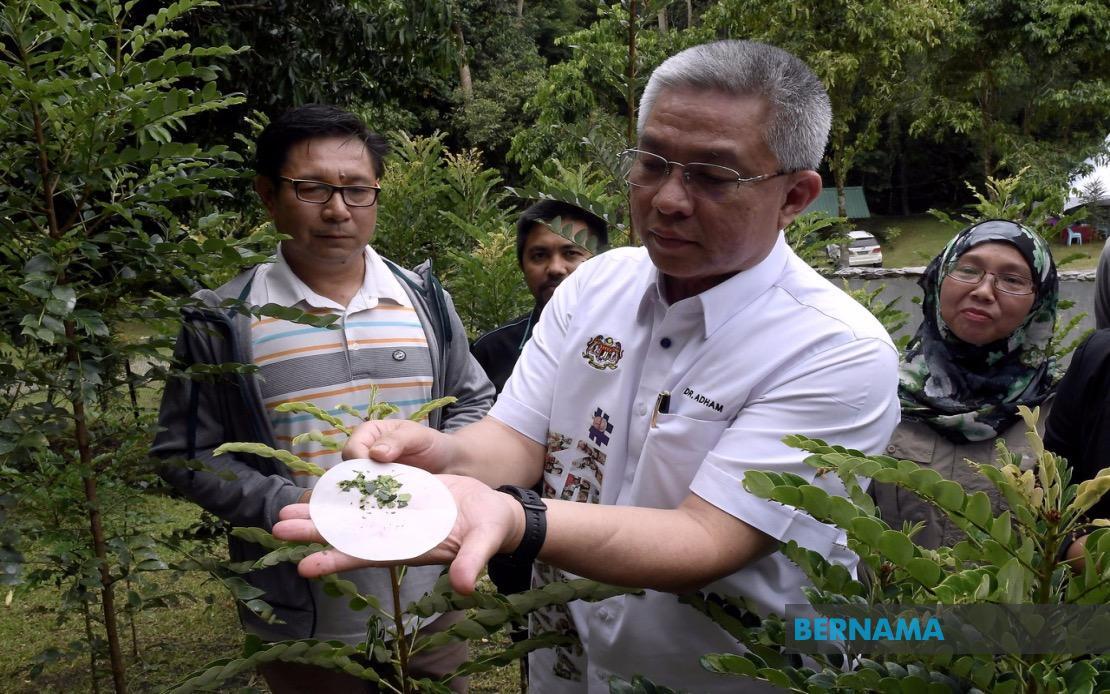 Phát hiện loài cây hút 'vàng xanh' từ đất, láng giềng Việt Nam liền huy động công nghệ cao để khai thác - Ảnh 3.