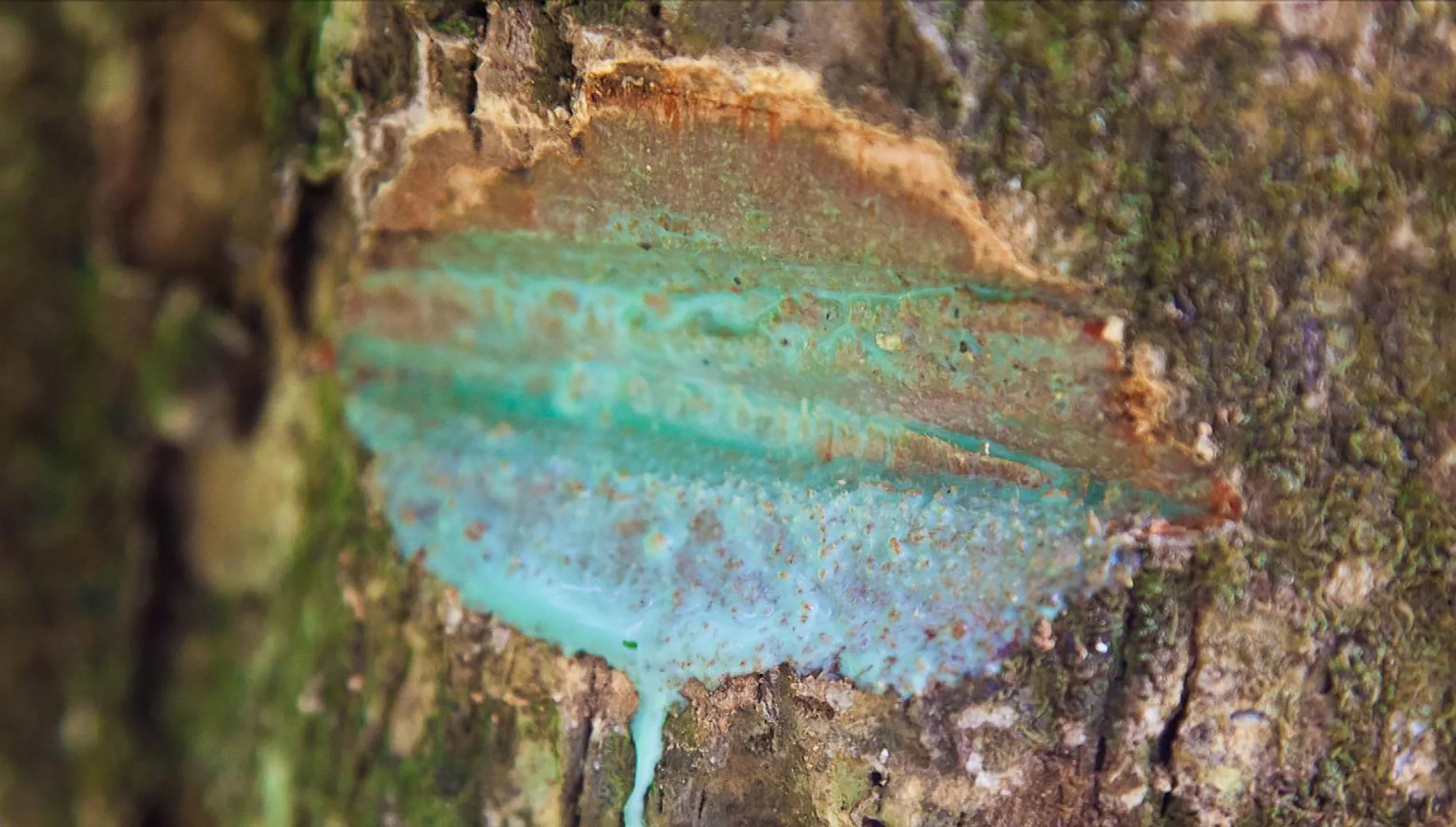 Phát hiện loài cây hút 'vàng xanh' từ đất, láng giềng Việt Nam liền huy động công nghệ cao để khai thác - Ảnh 6.