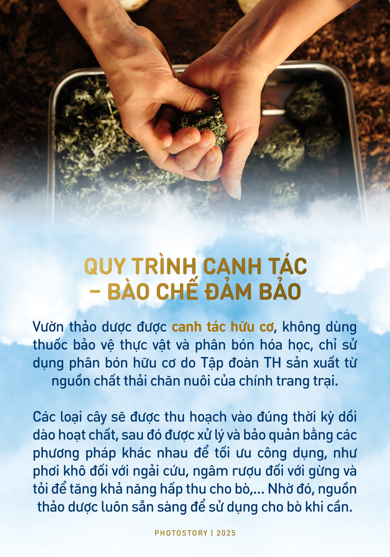 Bí mật vườn thuốc thảo dược cho bò sữa ngay trong trang trại TH true MILK - Ảnh 2.