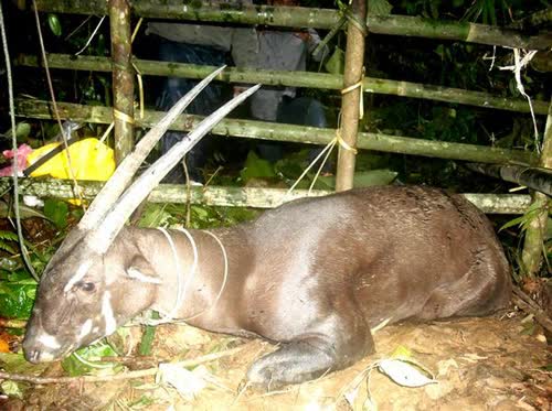 C&aacute;c nh&agrave; khoa học quốc tế phải t&igrave;m tới tận nh&agrave; thợ săn Việt Nam, để xin h&agrave;i cốt chứa DNA lo&agrave;i "kỳ l&acirc;n Ch&acirc;u &Aacute;": C&acirc;u chuyện về h&agrave;nh tr&igrave;nh 3 thập kỷ- t&aacute;i tạo bộ gen lo&agrave;i th&uacute; qu&yacute; hiếm cuối c&ugrave;ng được đặt t&ecirc;n tr&ecirc;n Tr&aacute;i Đất - Ảnh 9.