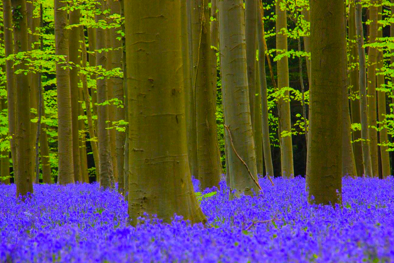 Khám phá rừng hoa chuông lớn nhất thế giới ở Bỉ - Ảnh 1.
