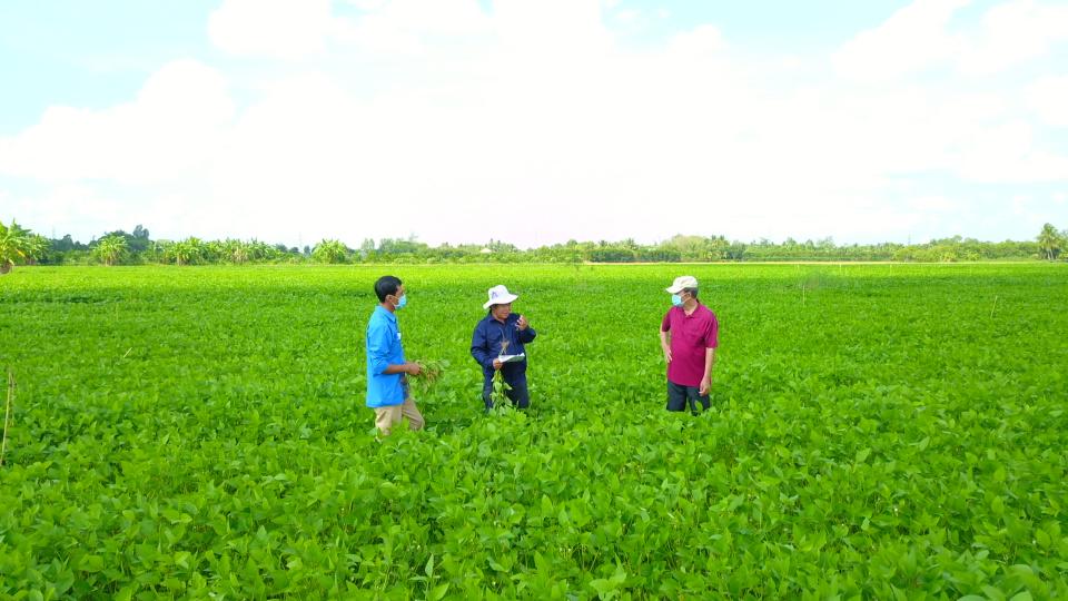 Luân canh đậu nành – Giải pháp “3 trong 1” cho sản xuất nông nghiệp bền vững - Ảnh 2. Luân canh đậu nành – Giải pháp “3 trong 1” cho sản xuất nông nghiệp bền vững - Ảnh 2.
