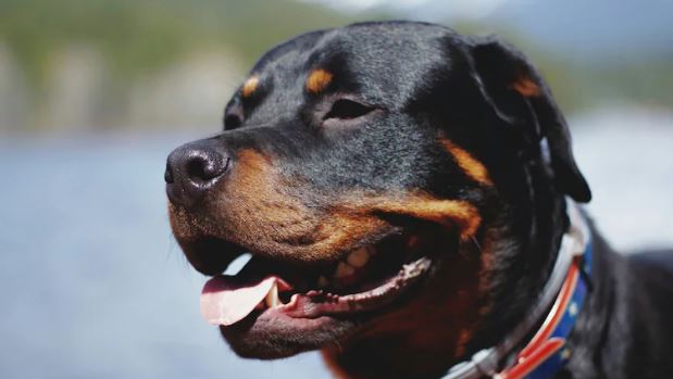 Đang đi cùng dì, bé gái 4 tháng tuổi bị chó dữ tấn công tử vong- Ảnh 1.