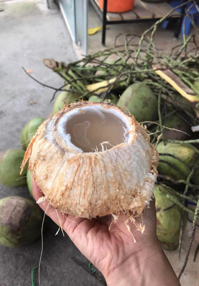 Dừa tươi - loại quả mùa hè giải khát, làm mát gan và thải độc hiệu quả - Ảnh 1.
