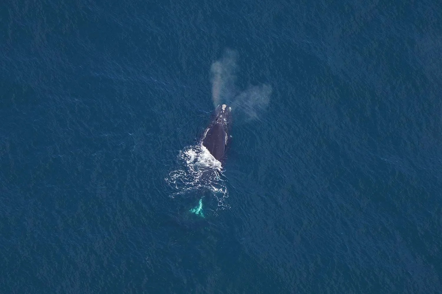 Con cá voi được cho là đã chết bất ngờ xuất hiện trở lại sau 3 năm - Ảnh 1.