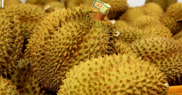 Giá lao dốc, xuất khẩu bất thành, người trồng sầu riêng vỡ mộng? - Ảnh 2.