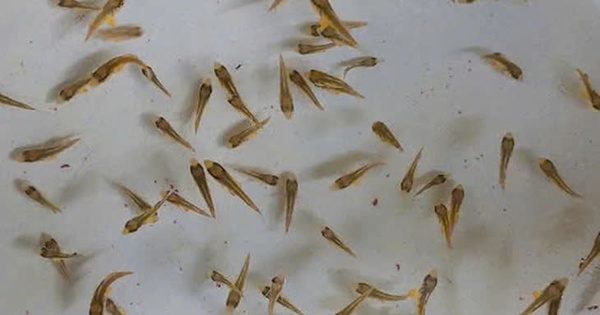 Việt Nam là quốc gia đầu tiên trên thế giới làm được việc này, Trung Quốc và Nhật Bản vẫn chưa thành công