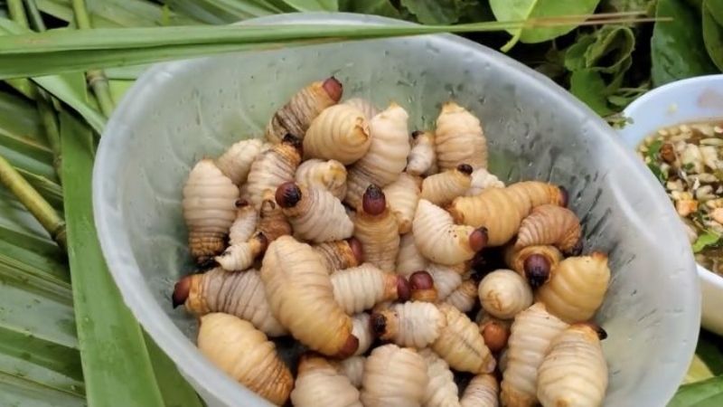 Khách Tây nếm thử món đặc sản "đang ngoe nguẩy" của Việt Nam: Tôi sẽ không bao giờ ăn nó nữa - Ảnh 1.