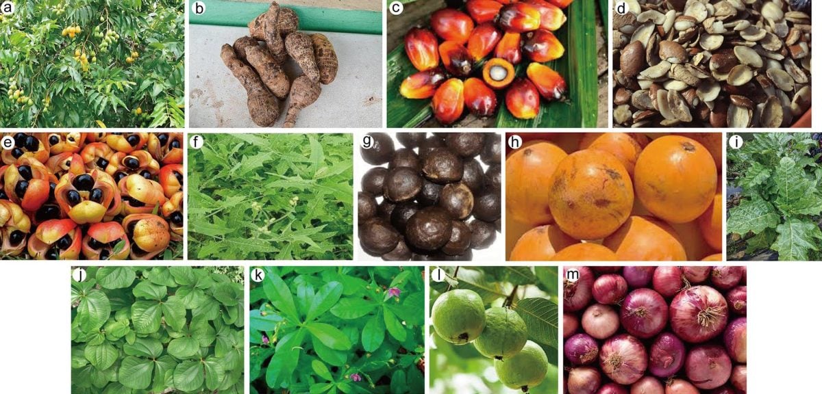 Loại cây ăn quả quen thuộc ở Việt Nam chứa chất chống ung thư- Ảnh 1.