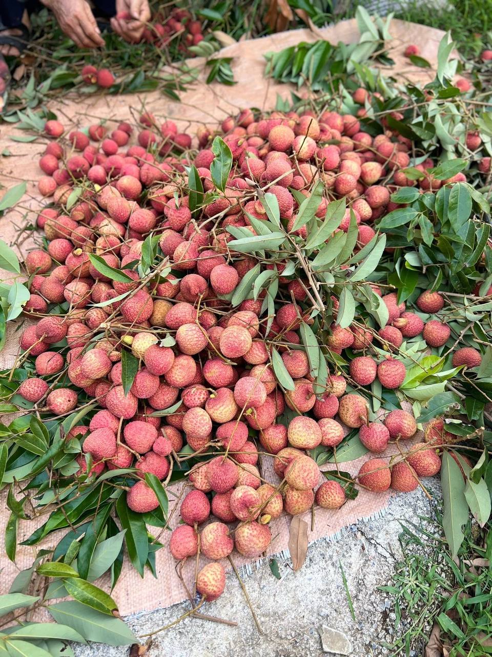 - Ảnh 5.