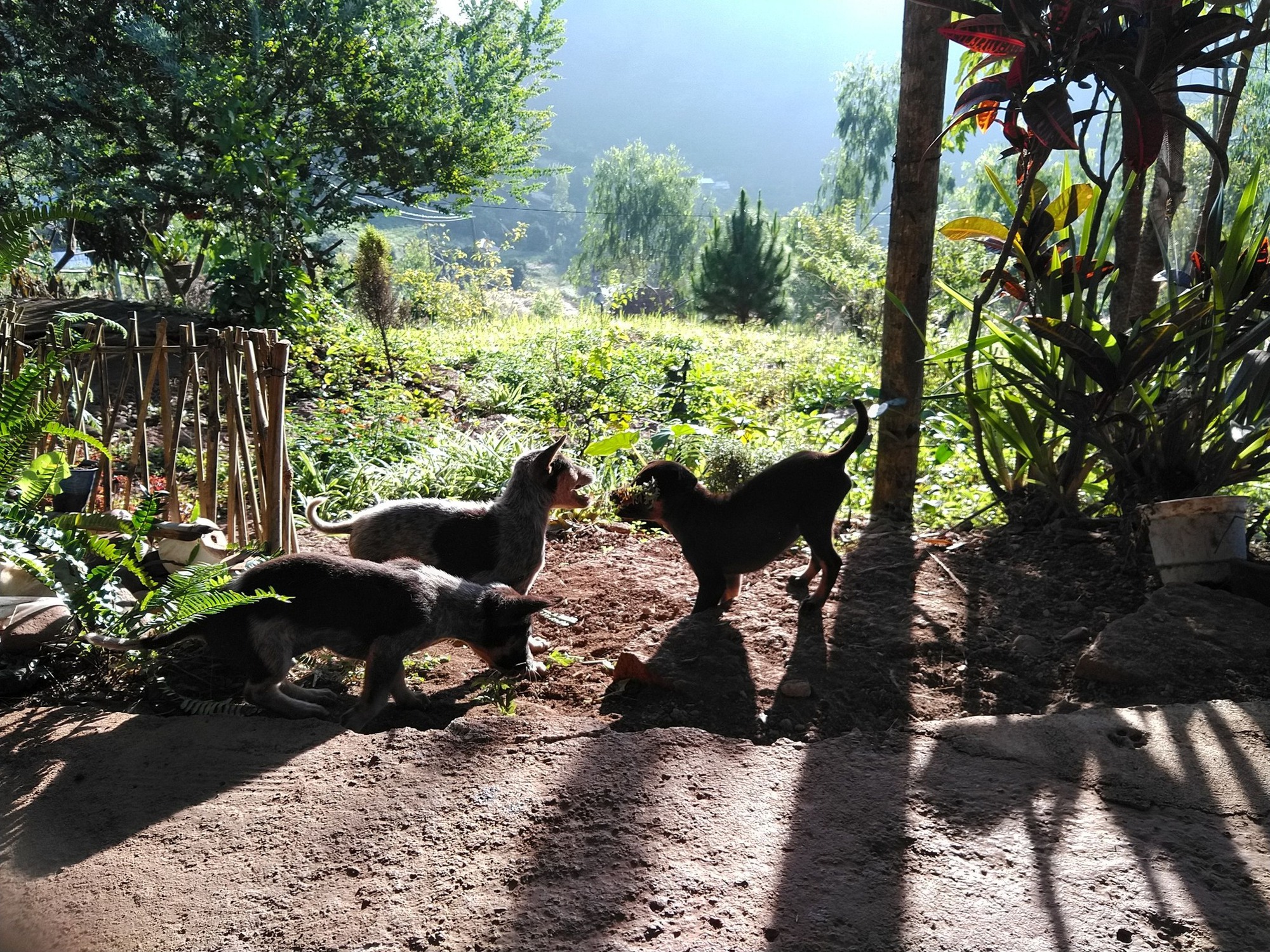 Những cô gái bỏ phố về rừng: Gieo mầm xanh từ những giấc mơ lành - Ảnh 2. Những cô gái bỏ phố về rừng: Gieo mầm xanh từ những giấc mơ lành - Ảnh 2.