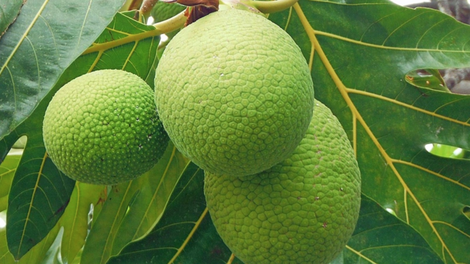 Nhầm lẫn giữa mít và sake: Khám phá món ngon từ loại quả đặc biệt - Ảnh 3. Nhầm lẫn giữa mít và sake: Khám phá món ngon từ loại quả đặc biệt - Ảnh 3.