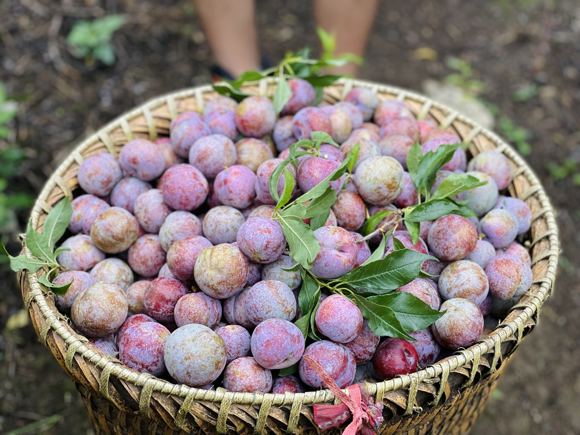 Những cô gái bỏ phố về rừng: Gieo mầm xanh từ những giấc mơ lành - Ảnh 8. Những cô gái bỏ phố về rừng: Gieo mầm xanh từ những giấc mơ lành - Ảnh 8.