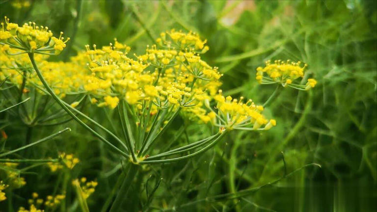 Đi chợ gặp 5 loại rau "kh&ocirc;ng ngậm thuốc trừ s&acirc;u" bổ như s&acirc;m n&agrave;y th&igrave; n&ecirc;n mua ngay- Ảnh 4.