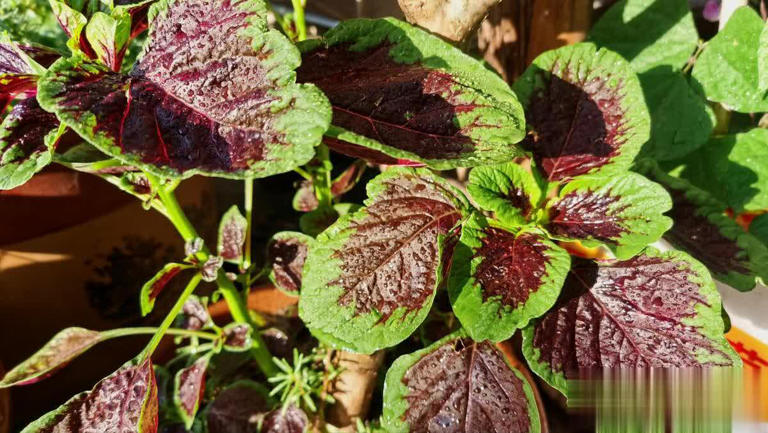 Đi chợ gặp 5 loại rau "kh&ocirc;ng ngậm thuốc trừ s&acirc;u" bổ như s&acirc;m n&agrave;y th&igrave; n&ecirc;n mua ngay- Ảnh 3.