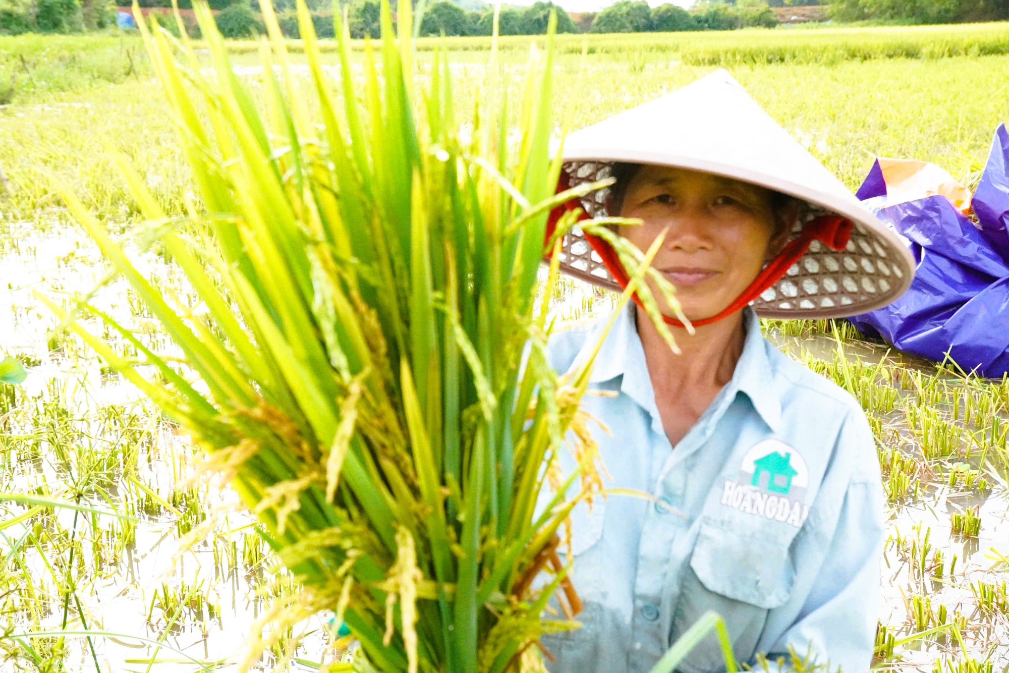 Nông dân mất mùa vì hàng chục ha lúa không chịu… "cúi đầu" - Ảnh 1.
