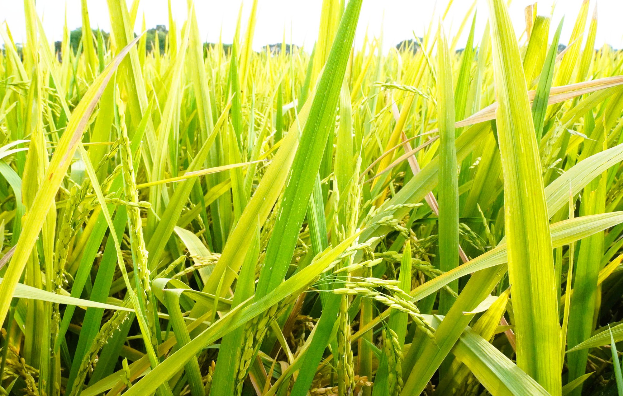 Nông dân mất mùa vì hàng chục ha lúa không chịu… "cúi đầu" - Ảnh 3.