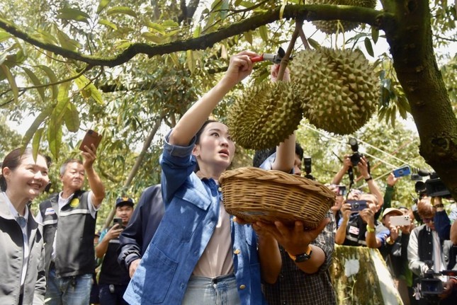 Sầu riêng Thái đi luồng xanh vào thẳng Trung Quốc, vì sao ‘vua trái cây’ Việt vẫn mãi loay hoay? - Ảnh 1.