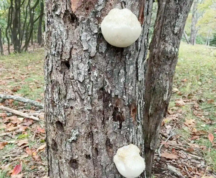 - Ảnh 5. - Ảnh 5.