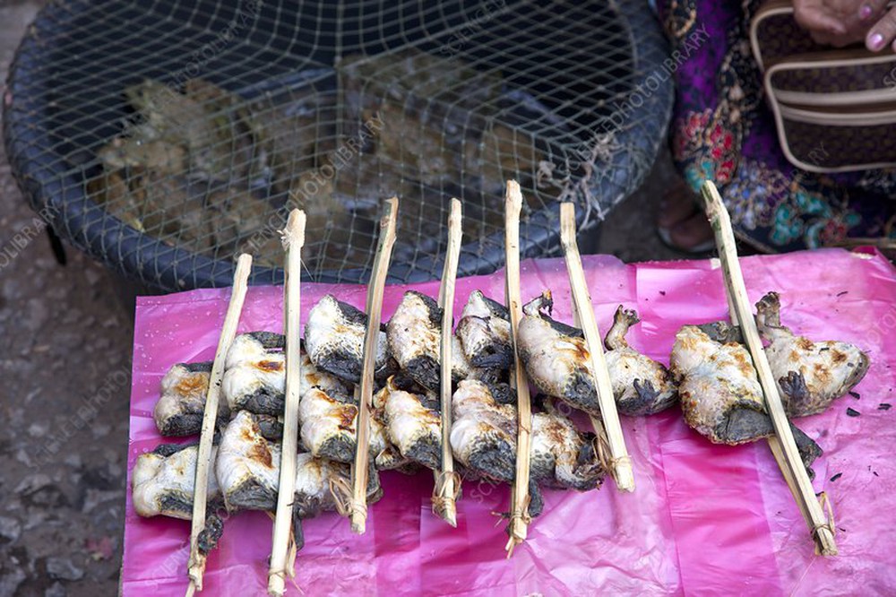 M&oacute;n ăn nh&igrave;n như sinh vật lạ, nhiều người "sợ khiếp v&iacute;a" nhưng gi&aacute; cao ngất ngưởng, l&agrave; đặc sản nức tiếng ở Việt Nam - Ảnh 5.