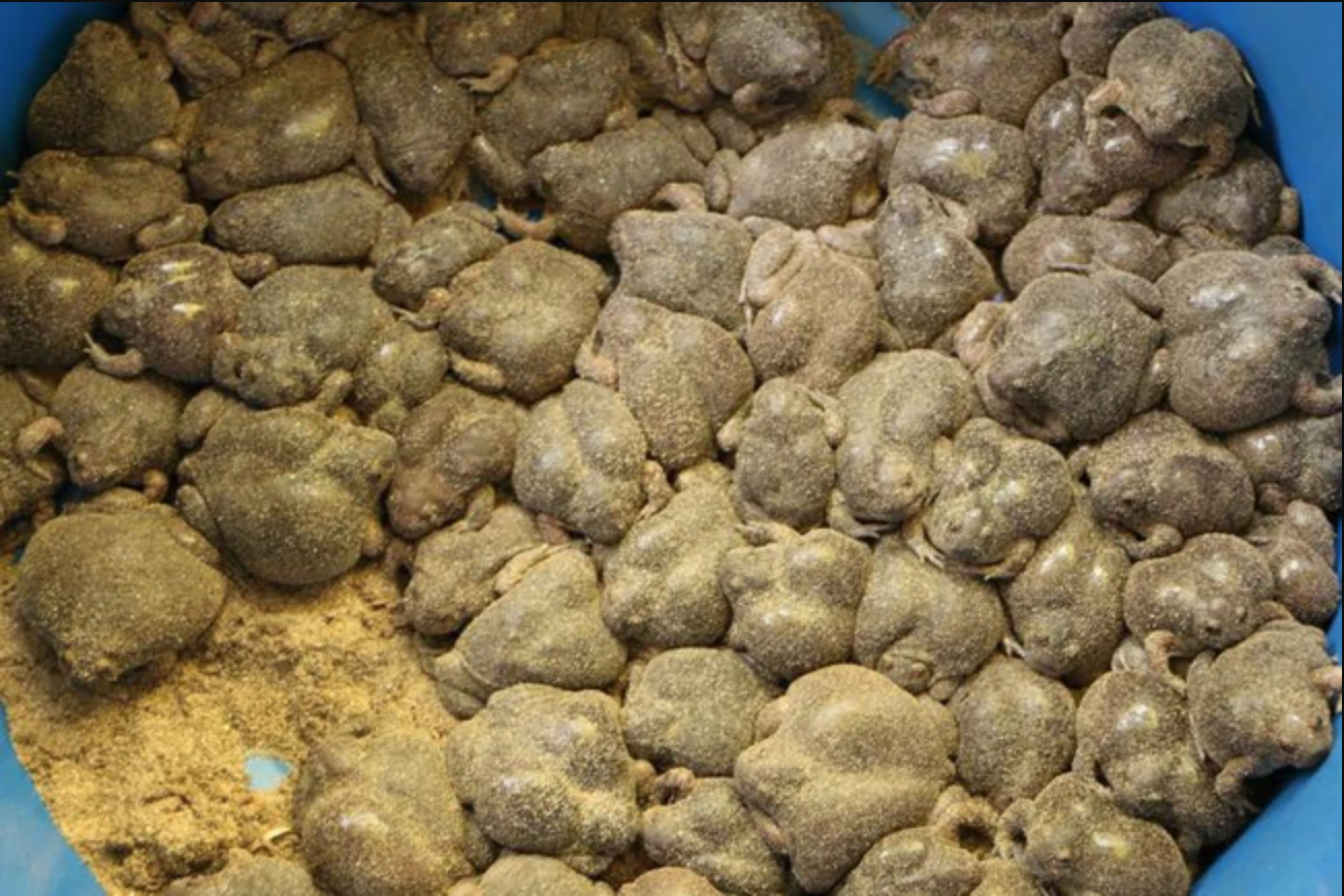 M&oacute;n ăn nh&igrave;n như sinh vật lạ, nhiều người "sợ khiếp v&iacute;a" nhưng gi&aacute; cao ngất ngưởng, l&agrave; đặc sản nức tiếng ở Việt Nam - Ảnh 1.