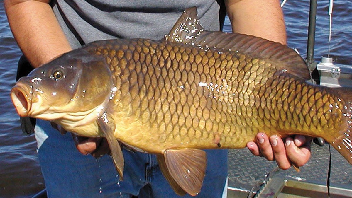 C&aacute; trắm, c&aacute; r&ocirc;, c&aacute; ch&eacute;p &ndash; loại n&agrave;o ngon nhất trong th&aacute;ng 5? Mẹ t&ocirc;i đi chợ 30 năm m&aacute;ch ngay c&acirc;u trả lời- Ảnh 3.