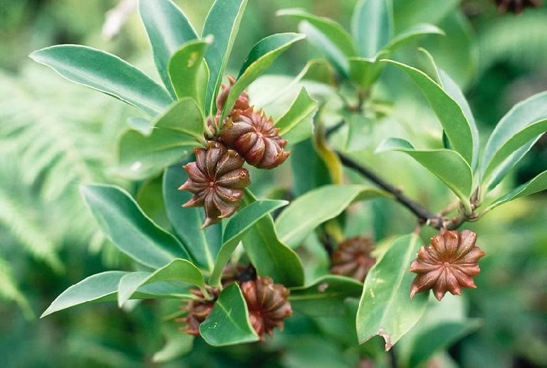 Việt Nam sở hữu "cánh hoa nghìn tỷ" thuộc hàng hiếm thế giới, vừa thu về 22 triệu USD, được Ấn Độ săn lùng - Ảnh 1. Việt Nam sở hữu "cánh hoa nghìn tỷ" thuộc hàng hiếm thế giới, vừa thu về 22 triệu USD, được Ấn Độ săn lùng - Ảnh 1.