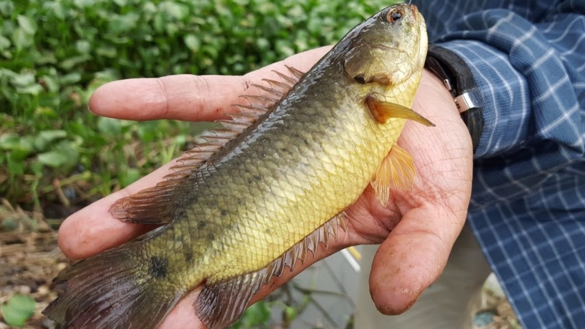 C&aacute; trắm, c&aacute; r&ocirc;, c&aacute; ch&eacute;p &ndash; loại n&agrave;o ngon nhất trong th&aacute;ng 5? Mẹ t&ocirc;i đi chợ 30 năm m&aacute;ch ngay c&acirc;u trả lời- Ảnh 2.