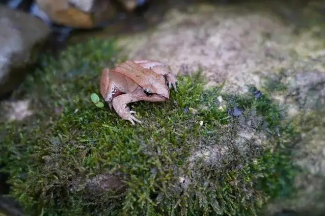 Lần theo tiếng động dưới vũng nước nông, cán bộ kiểm lâm hân hoan tìm thấy loài "tuyệt chủng" hơn 50 năm - Ảnh 2.