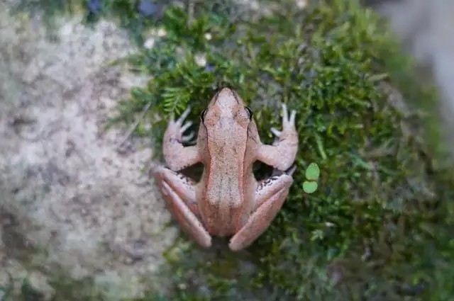 Lần theo tiếng động dưới vũng nước nông, cán bộ kiểm lâm hân hoan tìm thấy loài "tuyệt chủng" hơn 50 năm - Ảnh 4.