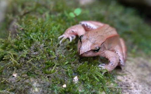 Lần theo tiếng động dưới vũng nước nông, cán bộ kiểm lâm hân hoan tìm thấy loài "tuyệt chủng" hơn 50 năm - Ảnh 5.