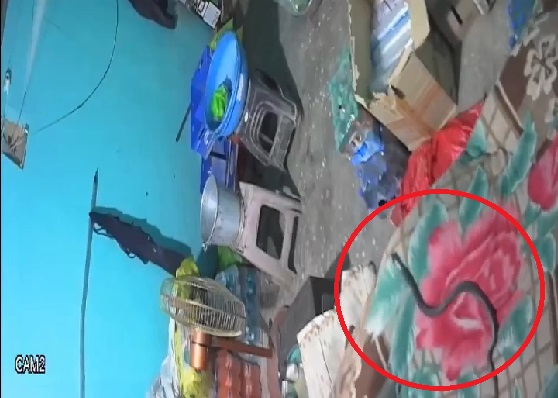 Nam thanh niên tử vong khi bị rắn hổ mang cắn trong lúc ngủ- Ảnh 1.