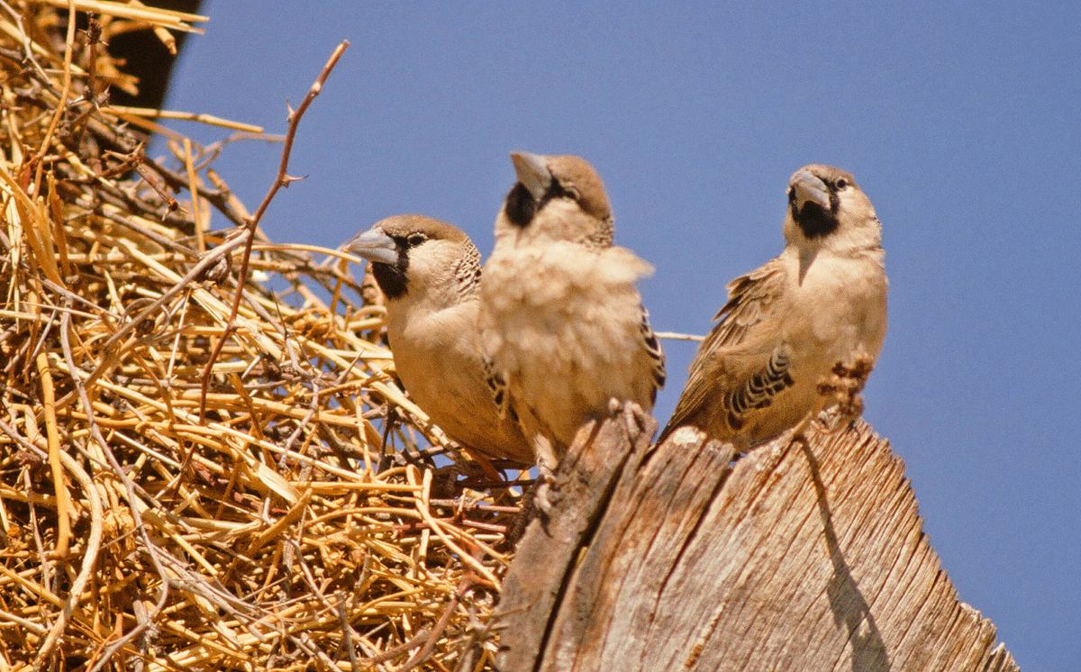 B&iacute; ẩn về lo&agrave;i chim t&iacute; hon ở ch&acirc;u Phi x&acirc;y dựng những 'th&agrave;nh phố tr&ecirc;n c&acirc;y' nặng cả tấn- Ảnh 3.