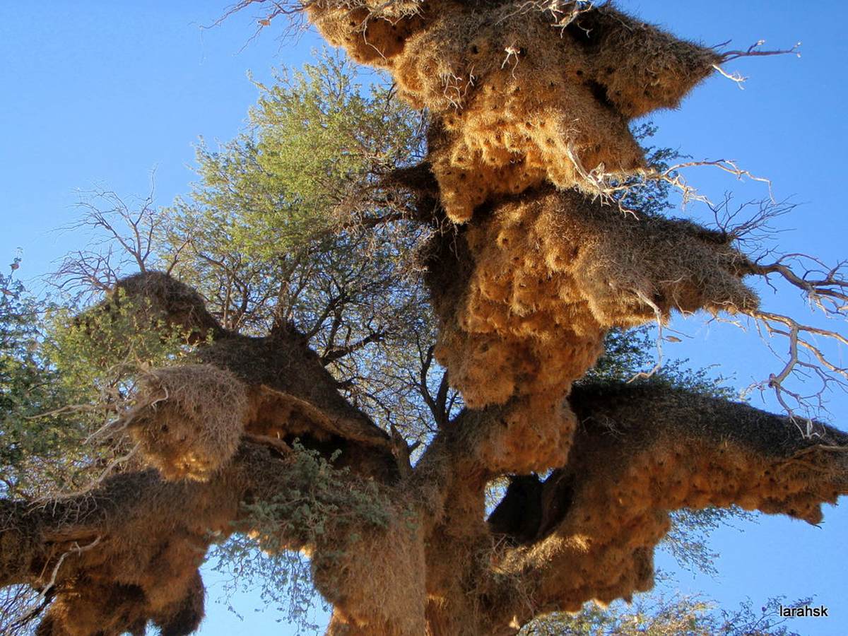 B&iacute; ẩn về lo&agrave;i chim t&iacute; hon ở ch&acirc;u Phi x&acirc;y dựng những 'th&agrave;nh phố tr&ecirc;n c&acirc;y' nặng cả tấn- Ảnh 4.