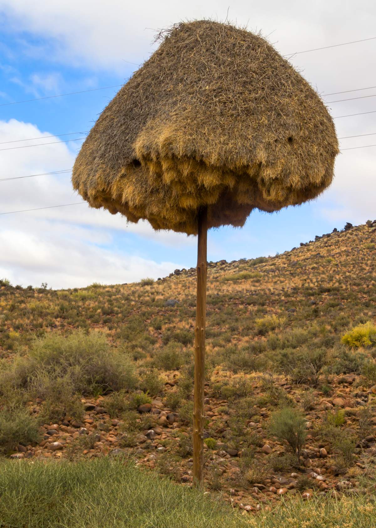 B&iacute; ẩn về lo&agrave;i chim t&iacute; hon ở ch&acirc;u Phi x&acirc;y dựng những 'th&agrave;nh phố tr&ecirc;n c&acirc;y' nặng cả tấn- Ảnh 5.