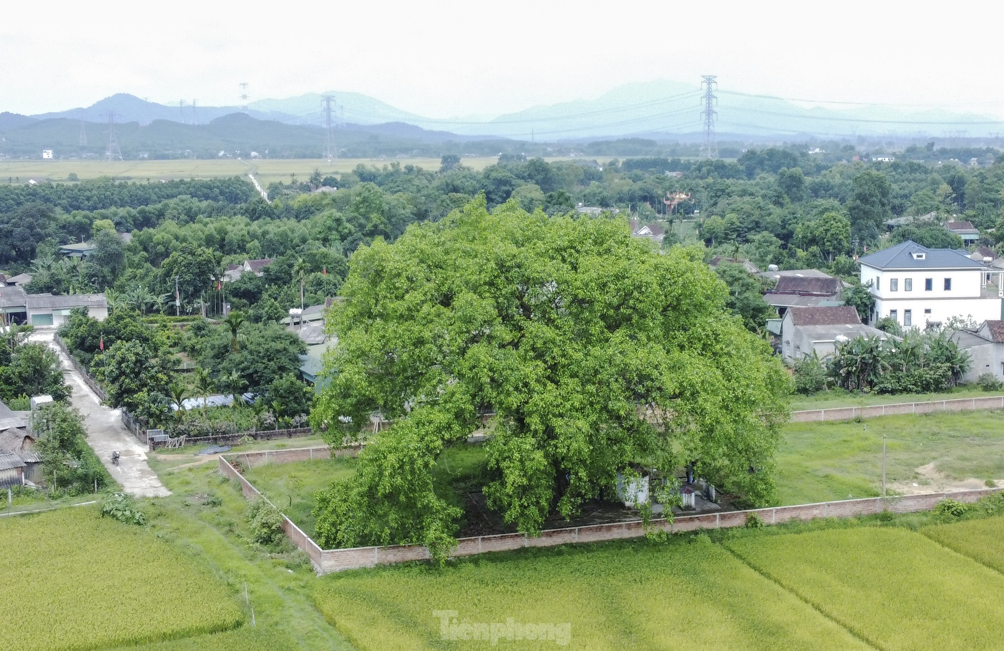 Báu vật 'cụ đa' hơn 300 năm tuổi, nơi trú ẩn của bộ đội thời chiến - Ảnh 1.