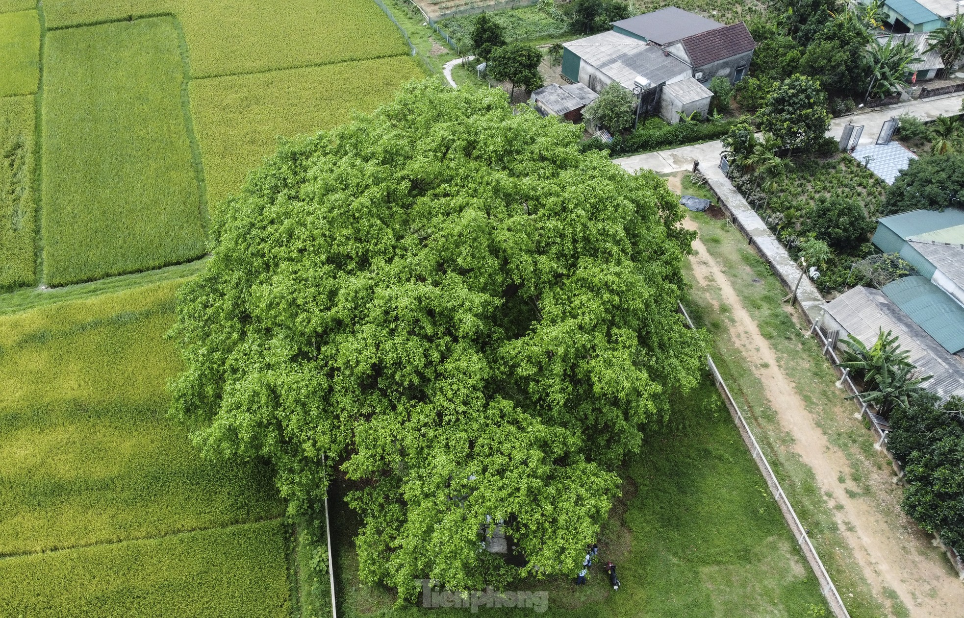 Báu vật 'cụ đa' hơn 300 năm tuổi, nơi trú ẩn của bộ đội thời chiến - Ảnh 2.