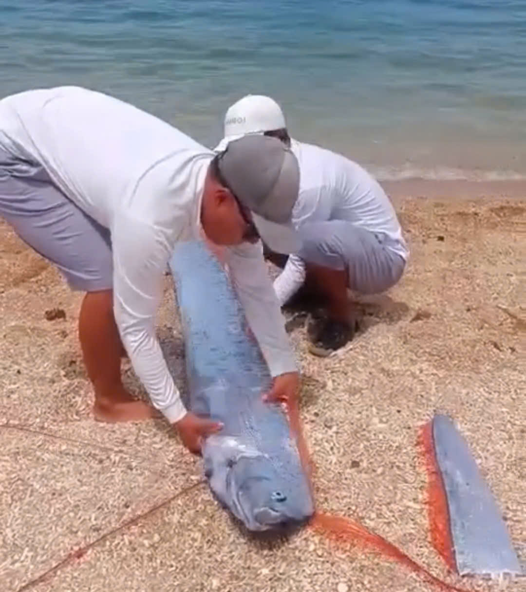 Cá Mái chèo quý hiếm bất ngờ xuất hiện ở Vĩnh Hy- Ảnh 1. Cá Mái chèo quý hiếm bất ngờ xuất hiện ở Vĩnh Hy- Ảnh 1.